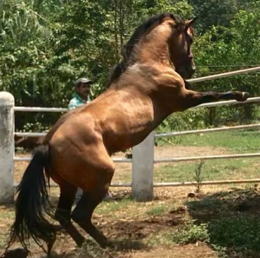 Caballo dentro del entorno natural del rancho